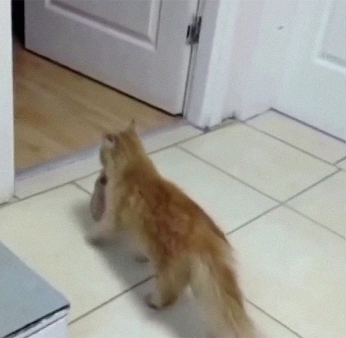 Gatita cargando a su mishi en el hocico mientras entra al hospital 
