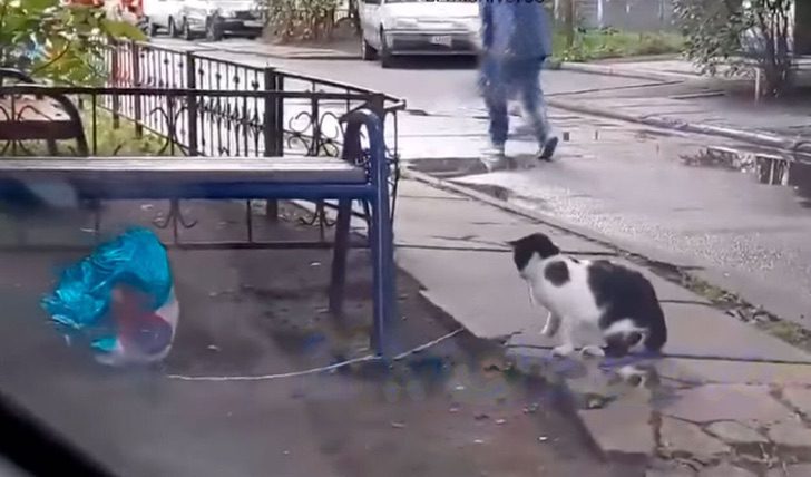 Gato blanco con manchas negras encuentra globo de helio azul en forma de corazón en la calle