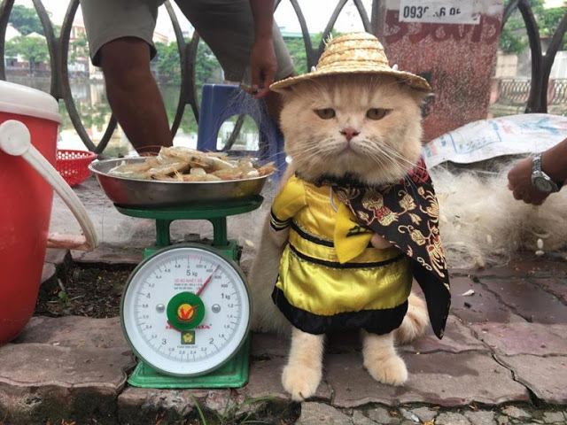 Gatito Chó con sombrerito y traje amarillo junto a una báscula de comida