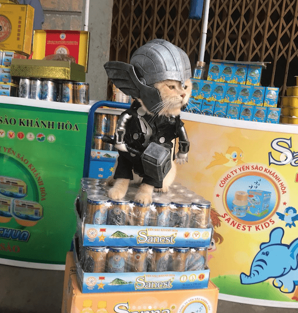 Gatito Chó con disfraz de Thor encima de una torre de refrescos de lata
