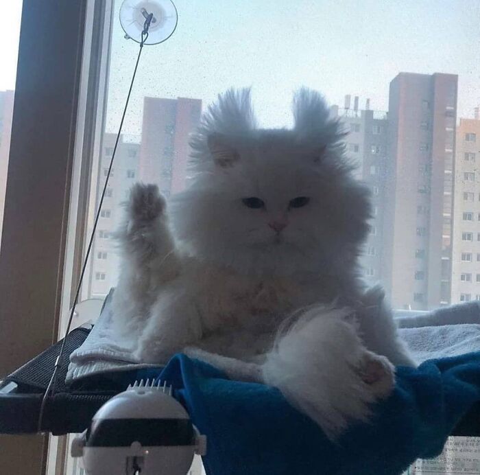 Gatos haciendo cosas extrañas 