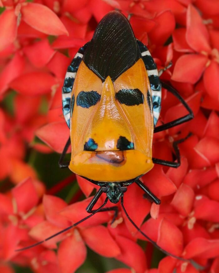 Escarabajo; Personas comparten los insectos más lindos que han visto