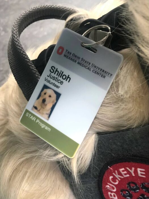 Shiloh, el perro de terapia, luciendo su gafete de empleado en un hospital