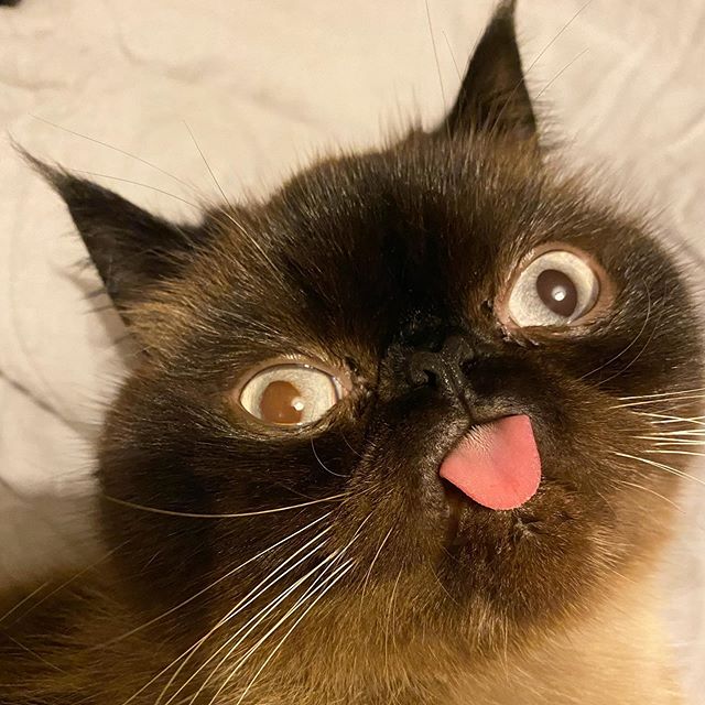 Ikiru, el gatito que siempre saca la lengua