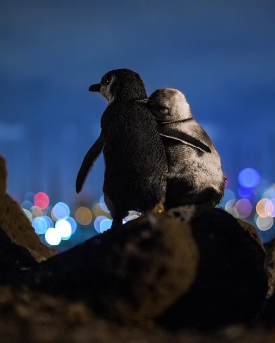 Pareja de pingüinos abrazados en la orilla de las piedras