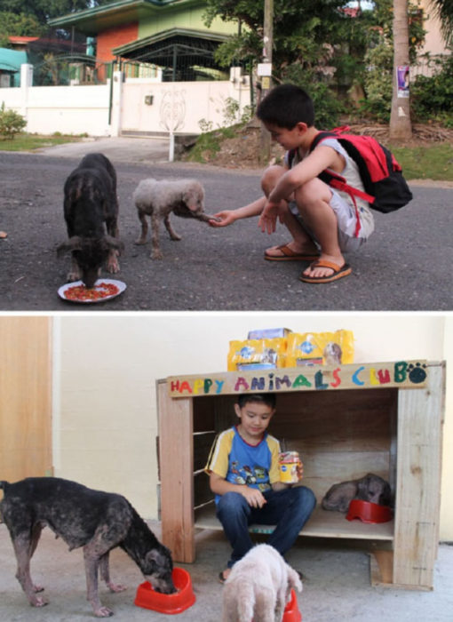 pequeño alimenta y hace casas para los perritos sin hogar