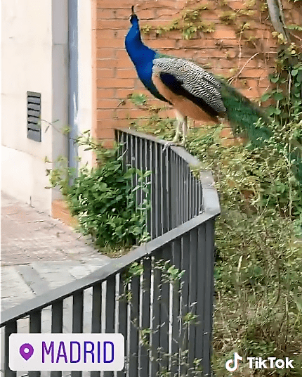 Pavoreal en las calles de Alemania