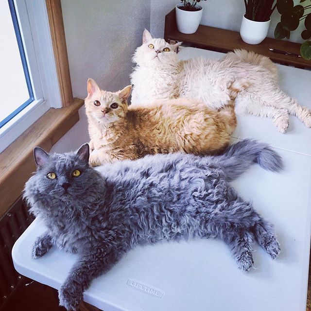 Gatos devon rex gris, amarillo y blanco