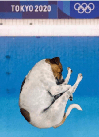 Memes de perritos en clavados
