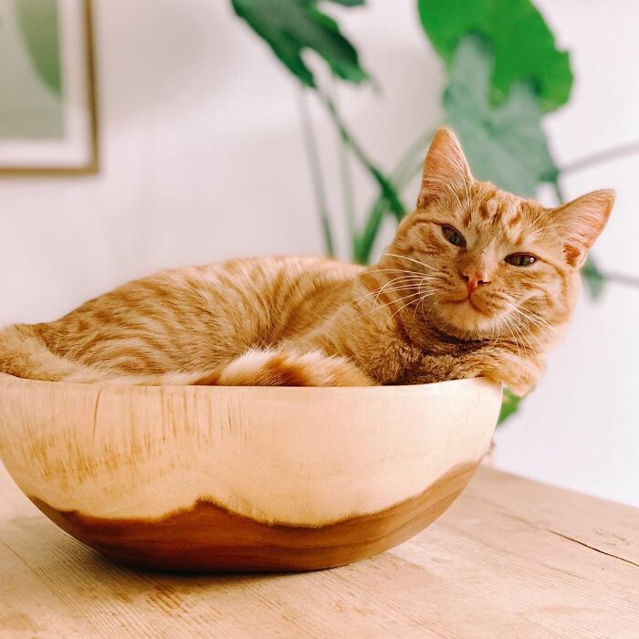 Poe Poe, gatito naranja, recostado en un tazón de madera; Minino imita a el gato con botas y derrite a internet con su ternura