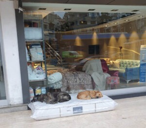 Perritos duermen en colchones afuera de una tienda de muebles