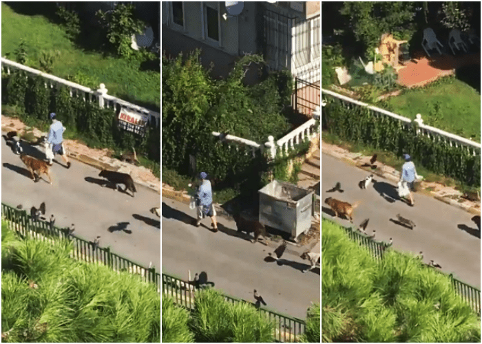 mujer en estambul seguida de decenas de animales callejeros