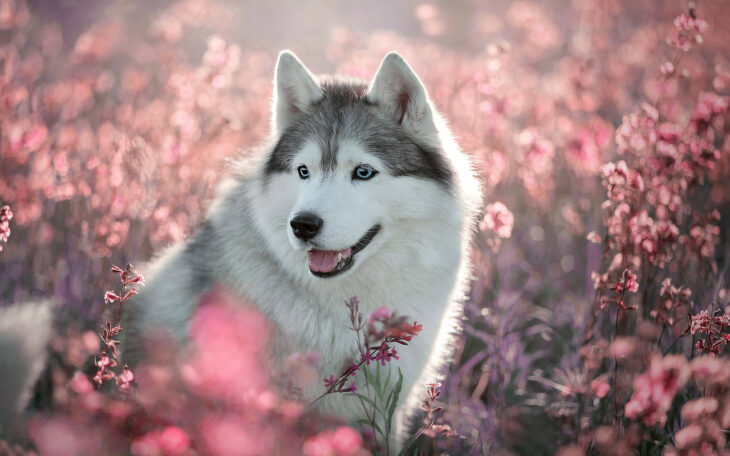 Perro husky blanco con gris en medio de un campo de flores rosas