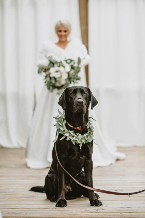 Perrito Labrador color negro parado frente a su dueña el día de su boda