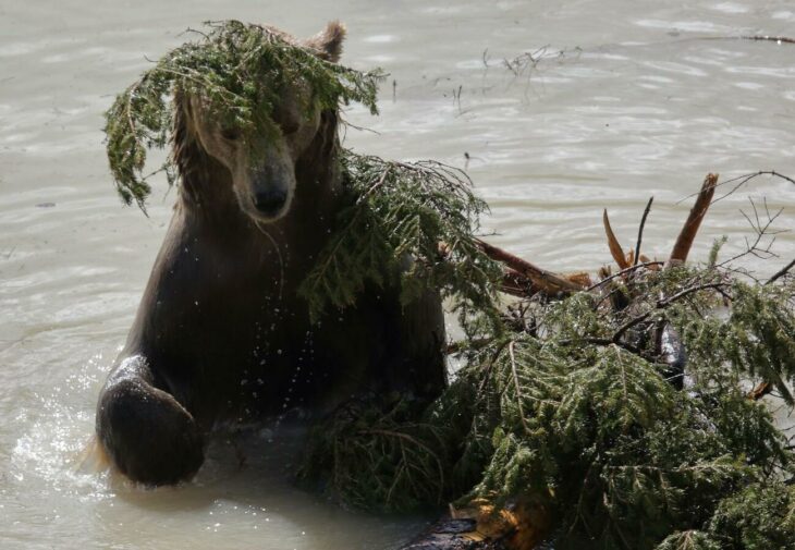 Oso jugando con un arroyo y plantas