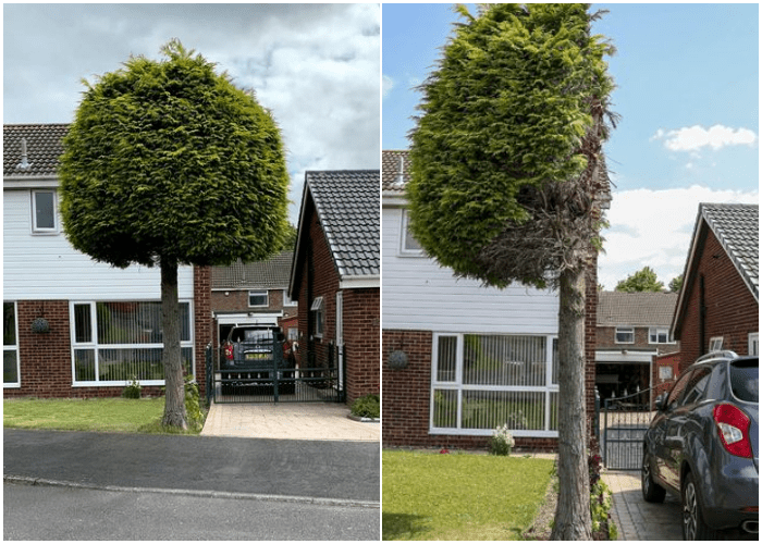 árbol cortado a la mitad en inglaterra