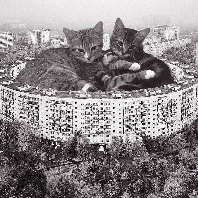 Gatitos recostados en un salón de juegos ;Cuenta de Instagram combina arquitectura con gatitos y el resultado te hará ronronear