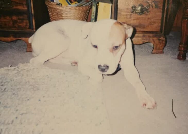 Perrita Libra de cachorra