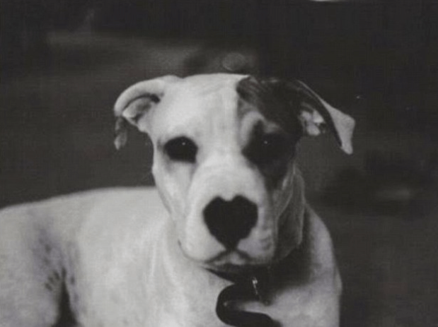 Perrita Libra