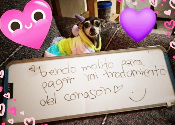 perrita bombi vende mole