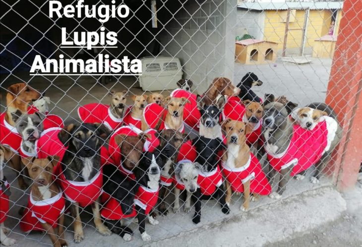 grupo de perros vestidos de Santa Claus en un albergue de la Ciudad de México