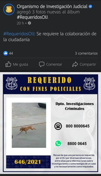 meme de perrito ;Perrito atropella a hombre que cruzaba la calle y se desata la memiza en redes