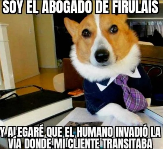 meme de perrito ;Perrito atropella a hombre que cruzaba la calle y se desata la memiza en redes
