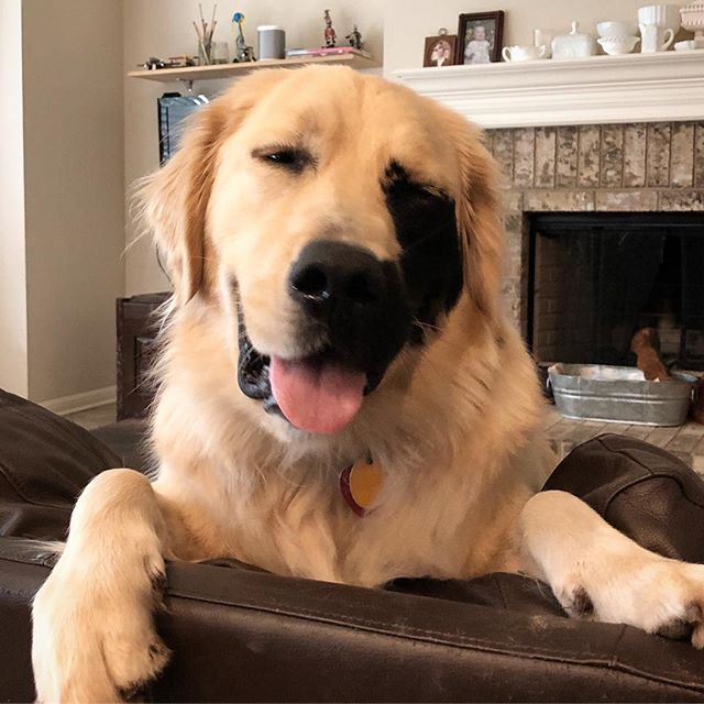 Enzo viola golden retriever