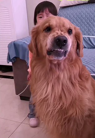 Perro golden retriever mostrando sus dientes para defender a su dueña 