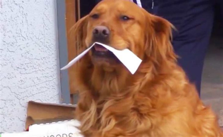Sunny perrito que lleva las compras a su vecina