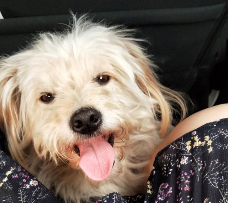 Dou Dou, perrito de pelaje blanco viajando en un auto con sus dueños, la familia Qiu