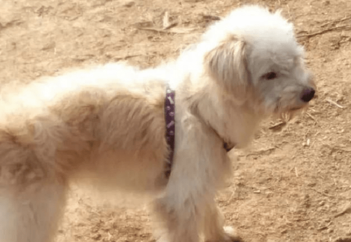 Dou Dou, un perro de pelaje blanco usando pechera morada, dando un paseo