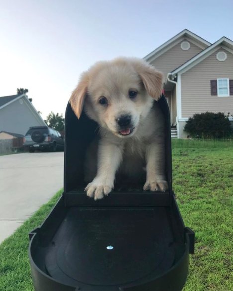 Perro tiene como mejor amigo un ladrillo