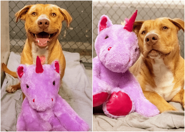 perrito Sisu y su unicornio morado