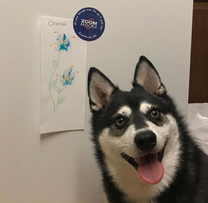 Peritos crean pinturas son tus patas