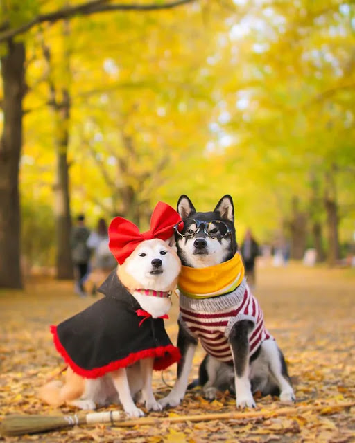 Perritos fotografiados en un parque con hojas secas; Estos hermanos perritos están envejeciendo y su dueño captura cada momento