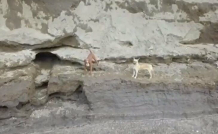 Perritos atascados en un socavón en Puebla