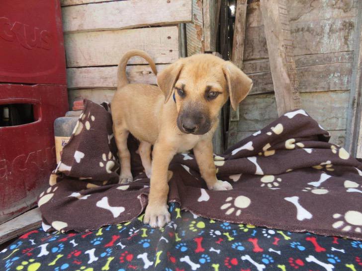 Cachorro de tres meses que fue abandonado en la puerta de una casa 