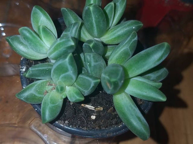 Suculentas de diamante