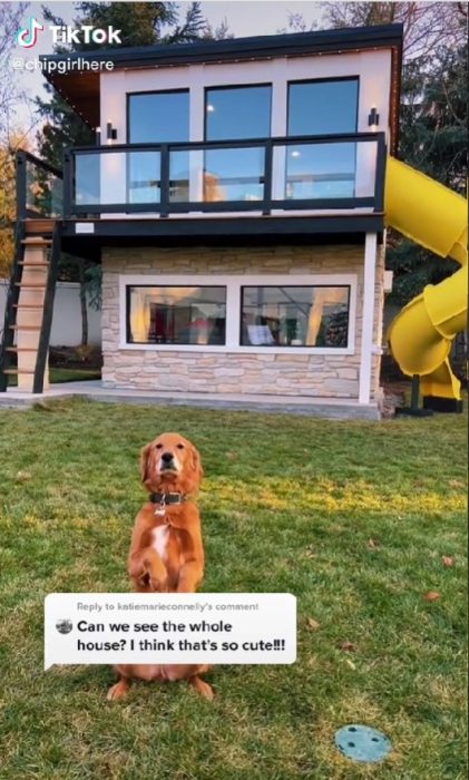 Captura del perro al que una mujer regaló un departamento lujoso