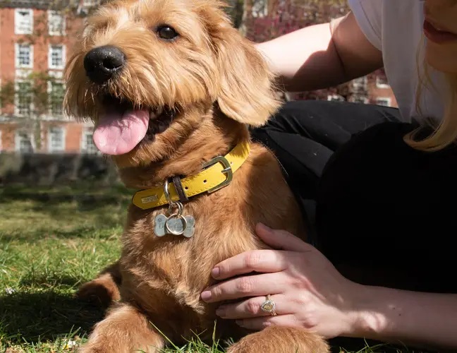 Perrito usando una plaquita en su collar con su nombre 