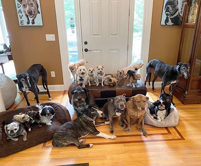 Perros ancianos posando para foto