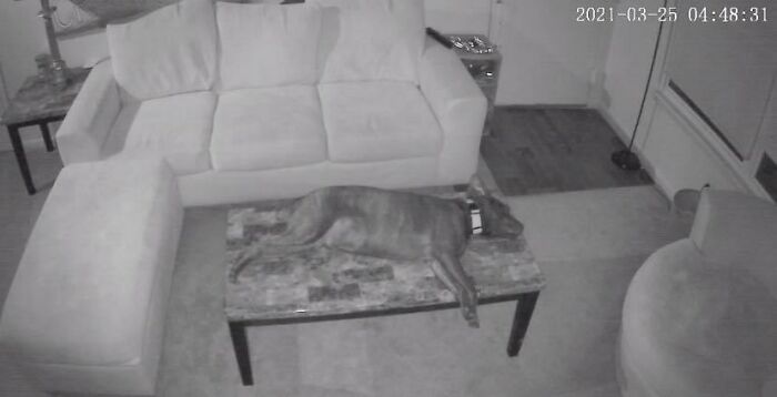 Perrito recostado en la mesa de la sala 